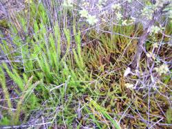 Lycopodiella diffusa. Prostrate plants at right, growing alongside erect plants of L. lateralis at left.
 Image: L.R. Perrie © Te Papa CC BY-NC 4.0